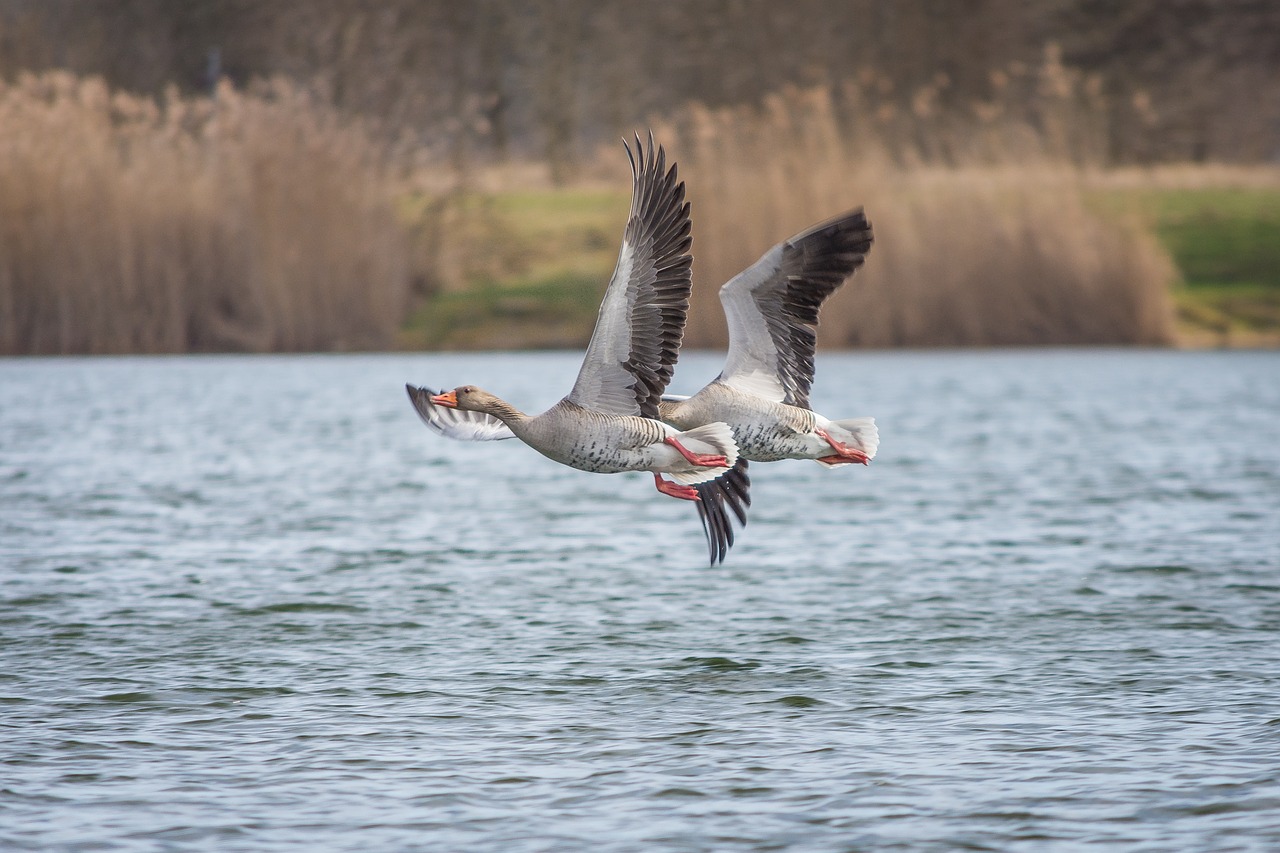 Image - geese greylag goose lake creature