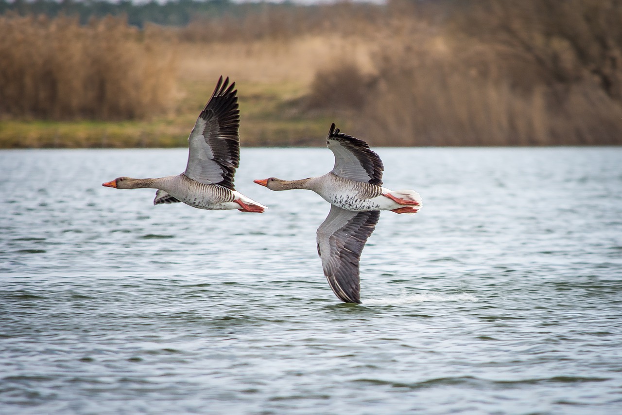 Image - geese greylag goose lake creature