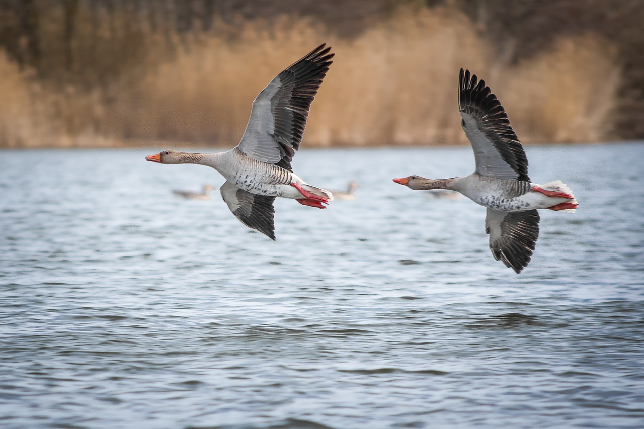 Image - geese greylag goose lake creature