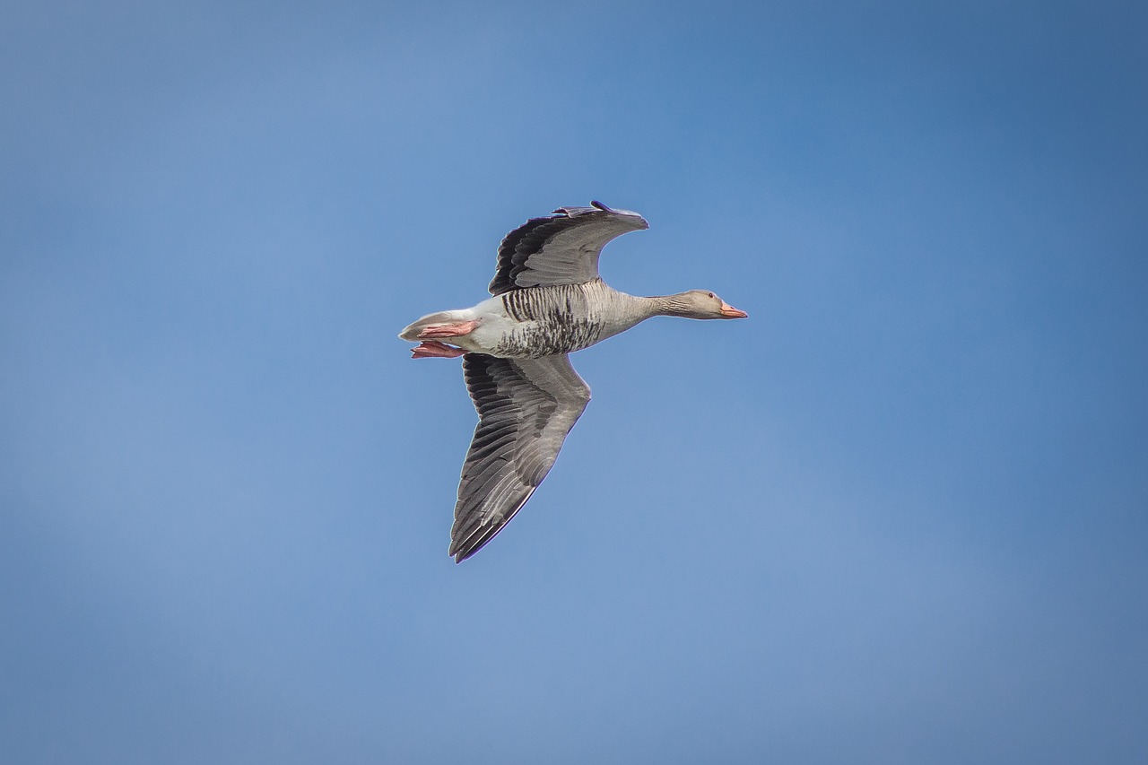 Image - geese greylag goose creature goose