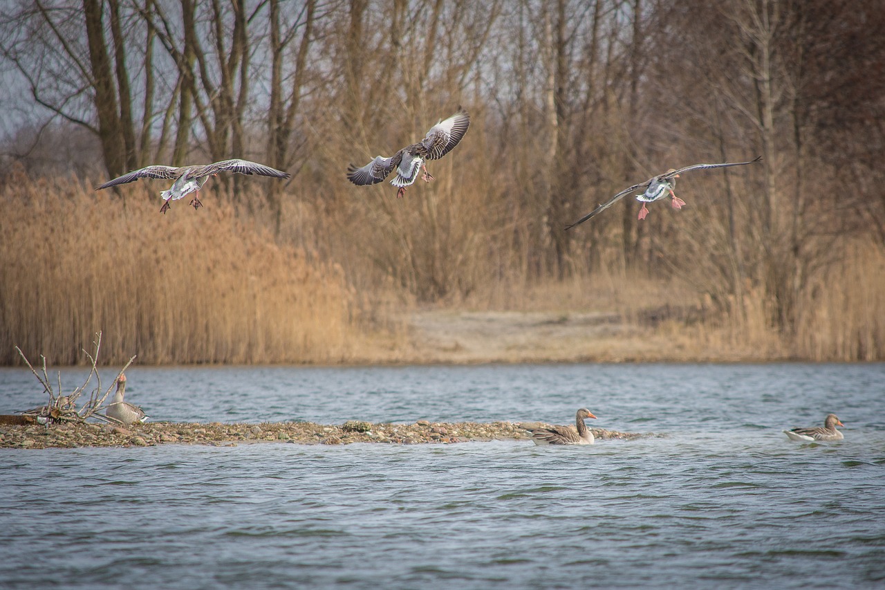 Image - geese greylag goose lake creature