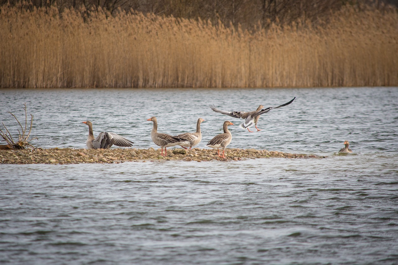 Image - geese greylag goose lake creature