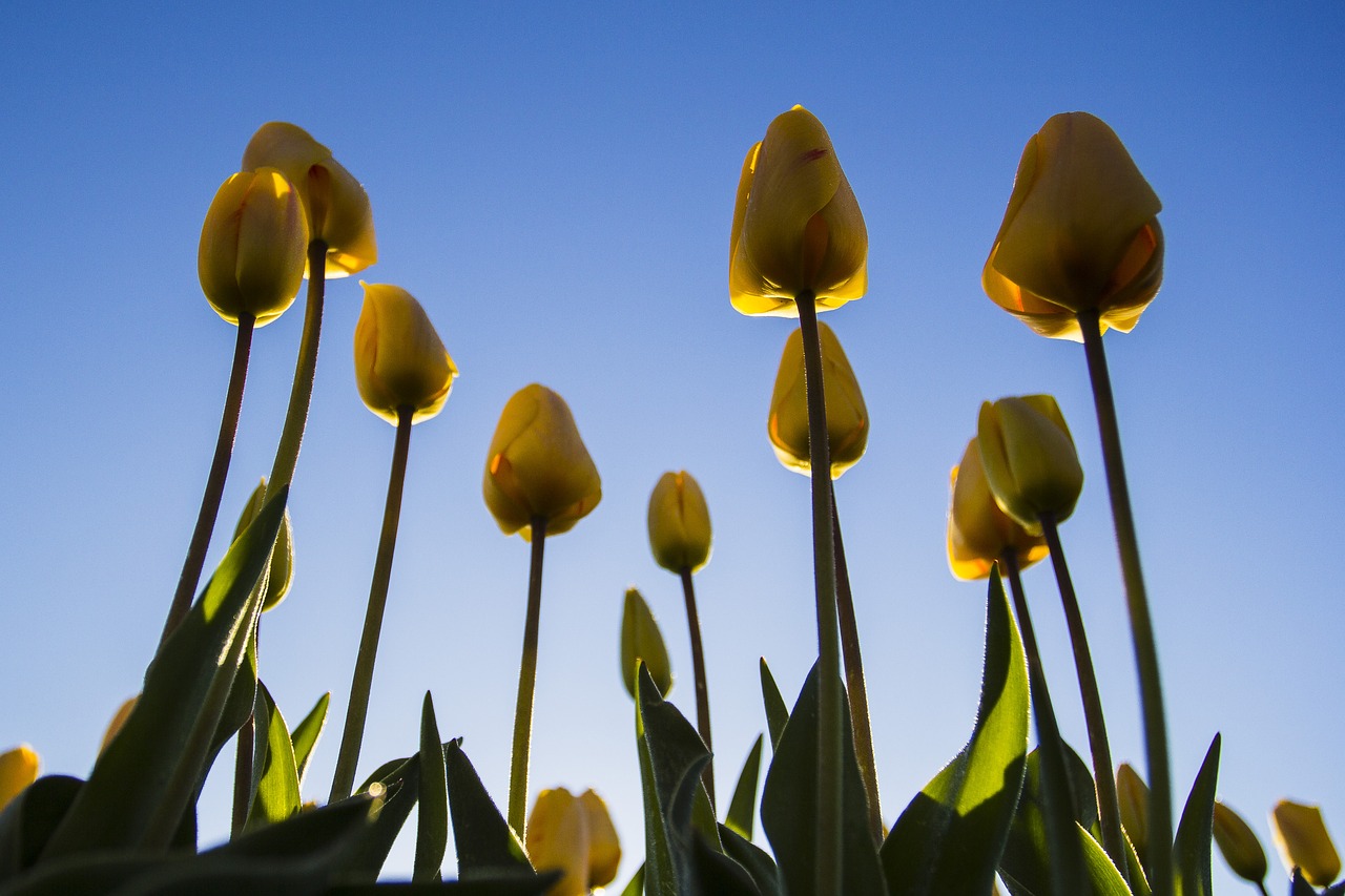 Image - netherlands flower spring morning