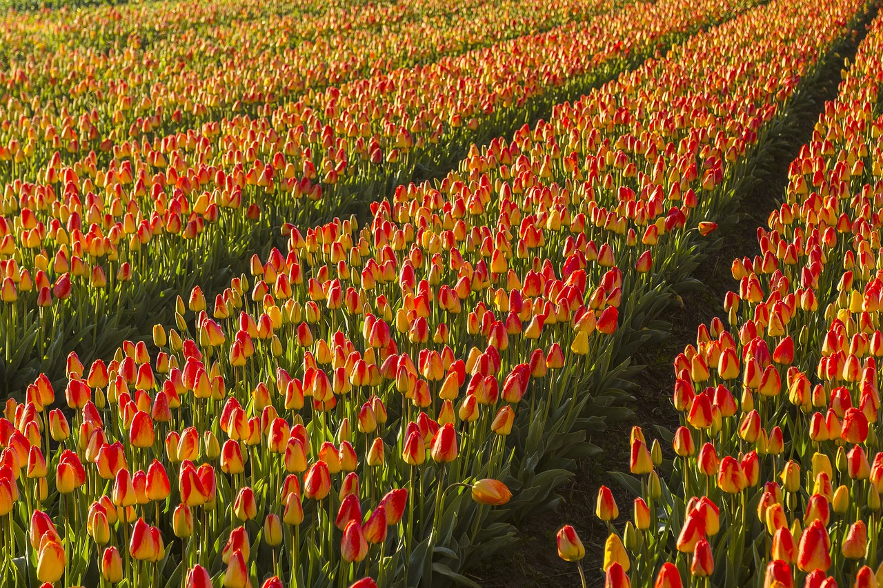 Image - netherlands flower spring morning