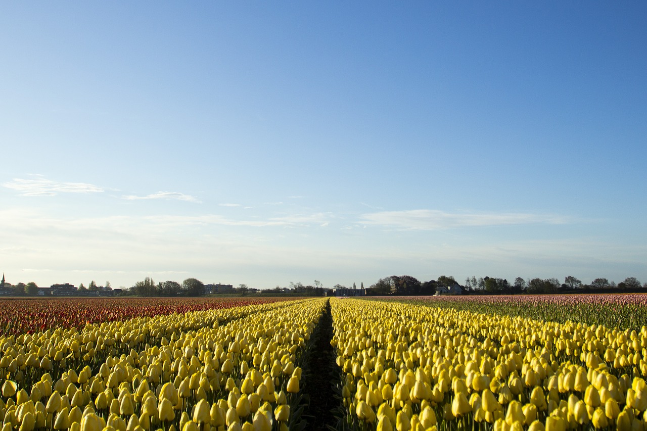 Image - netherlands flower spring morning