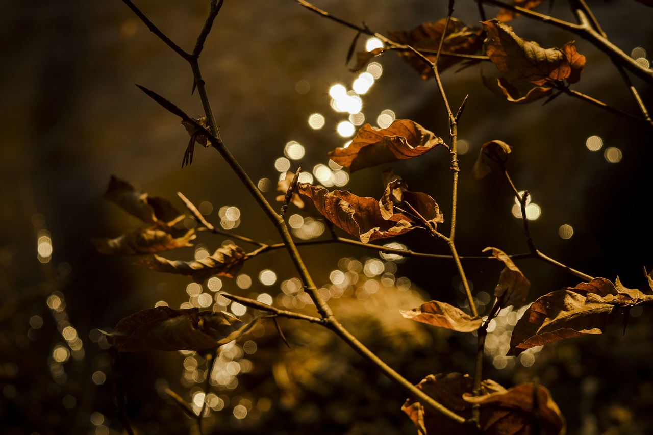 Image - leaves reflections fall foliage