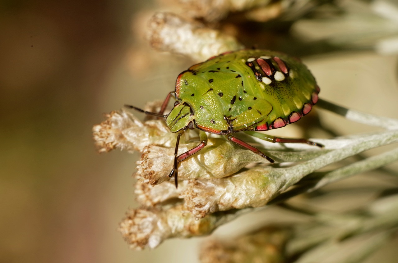 Image - insect macro insects arthropod