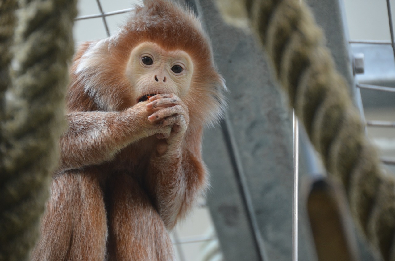 Image - monkey zoo cute wilhelma