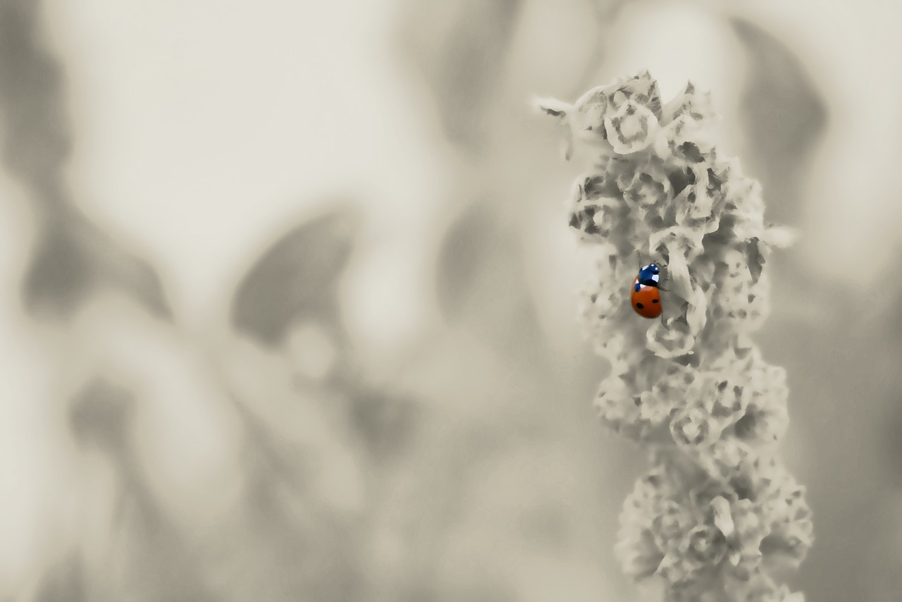 Image - ladybug garden insect beetle plant