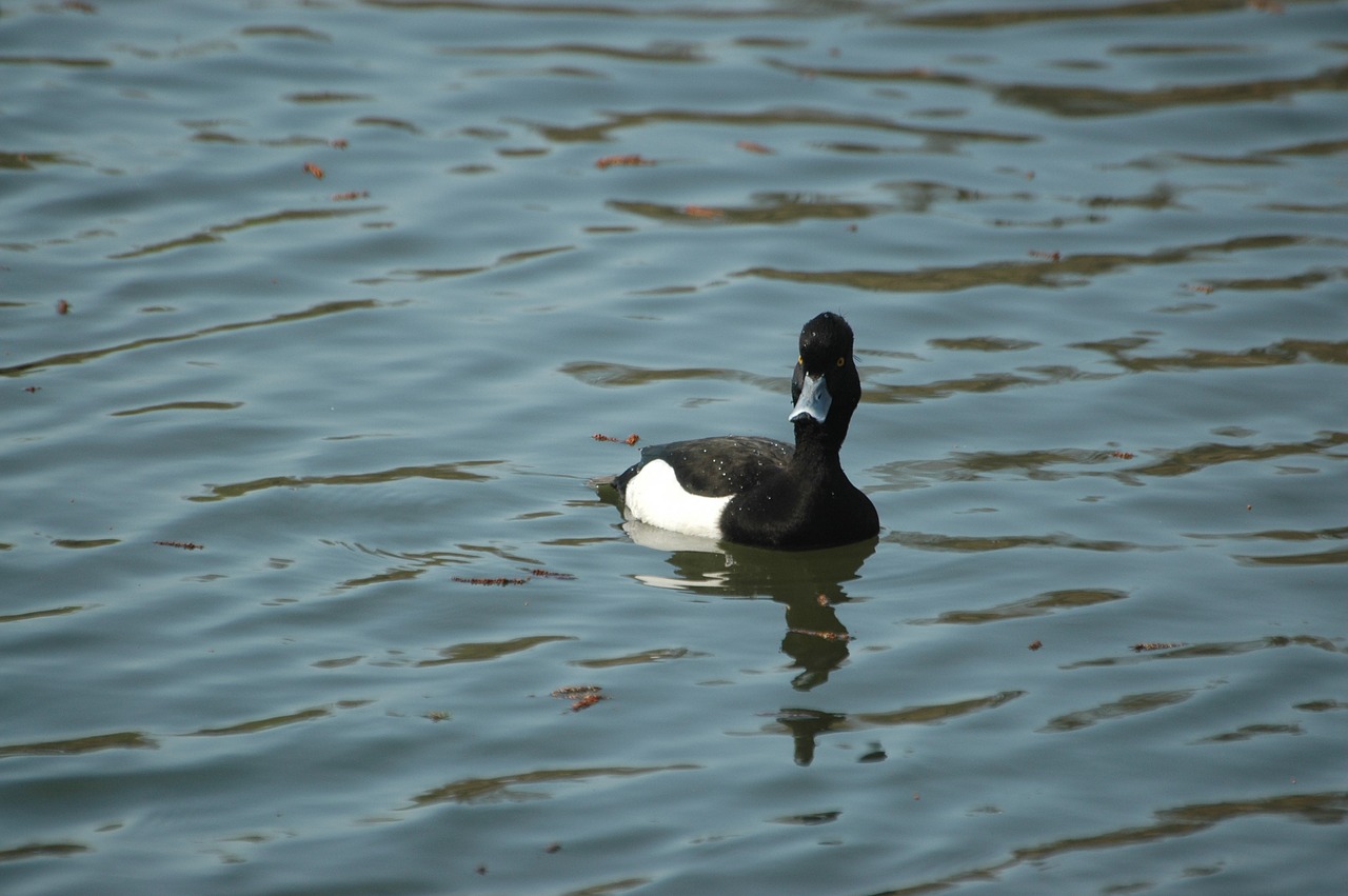 Image - row pension duck drake water bird