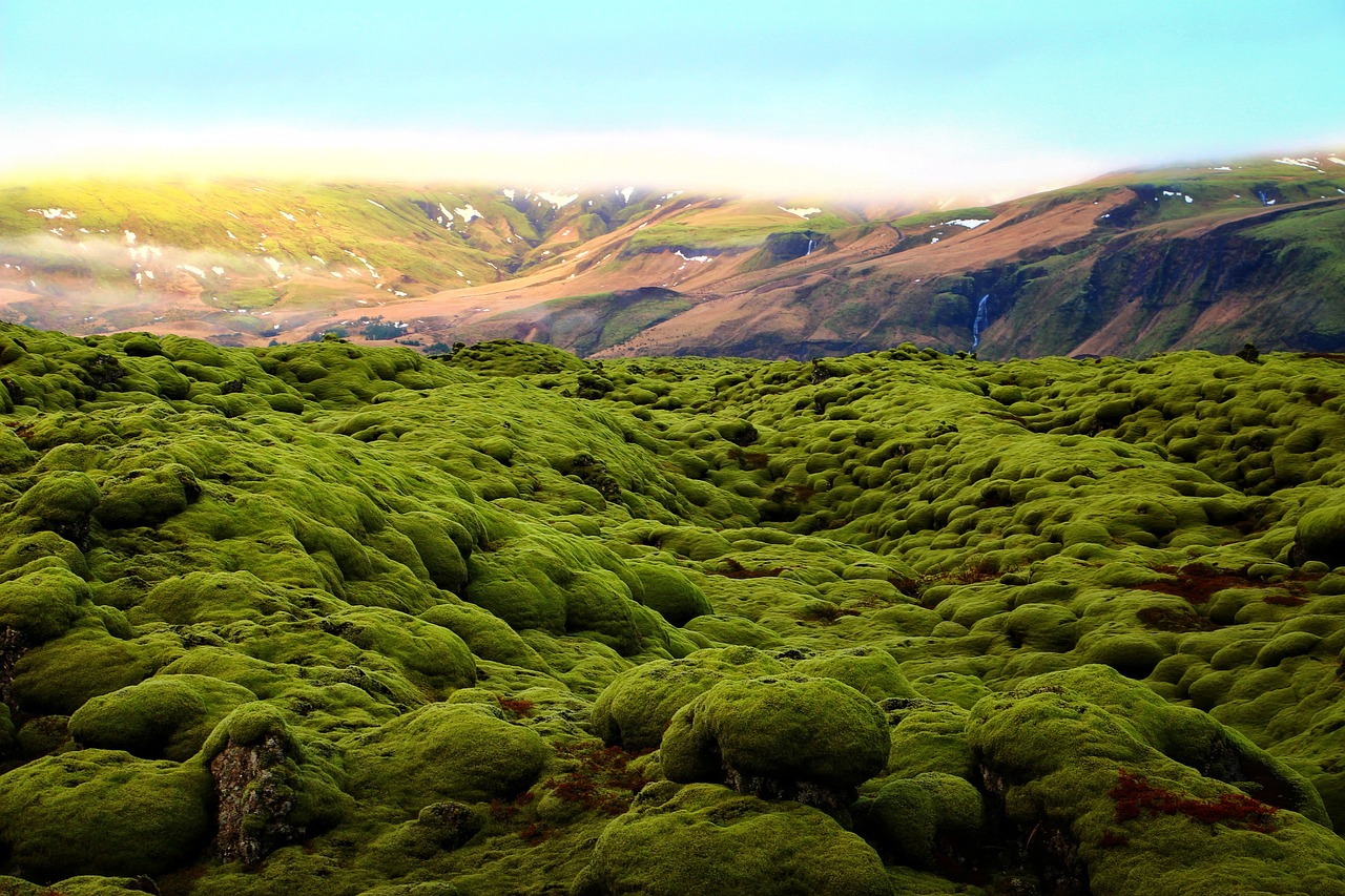 Image - green moss scenery land