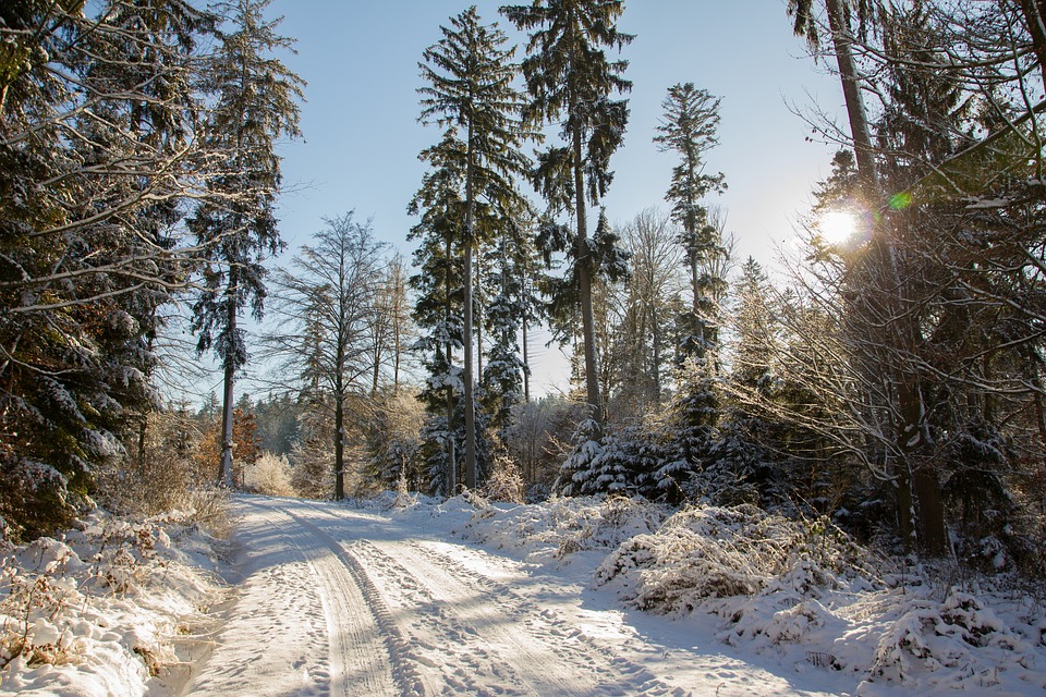 Image - road snow forest trees landscape