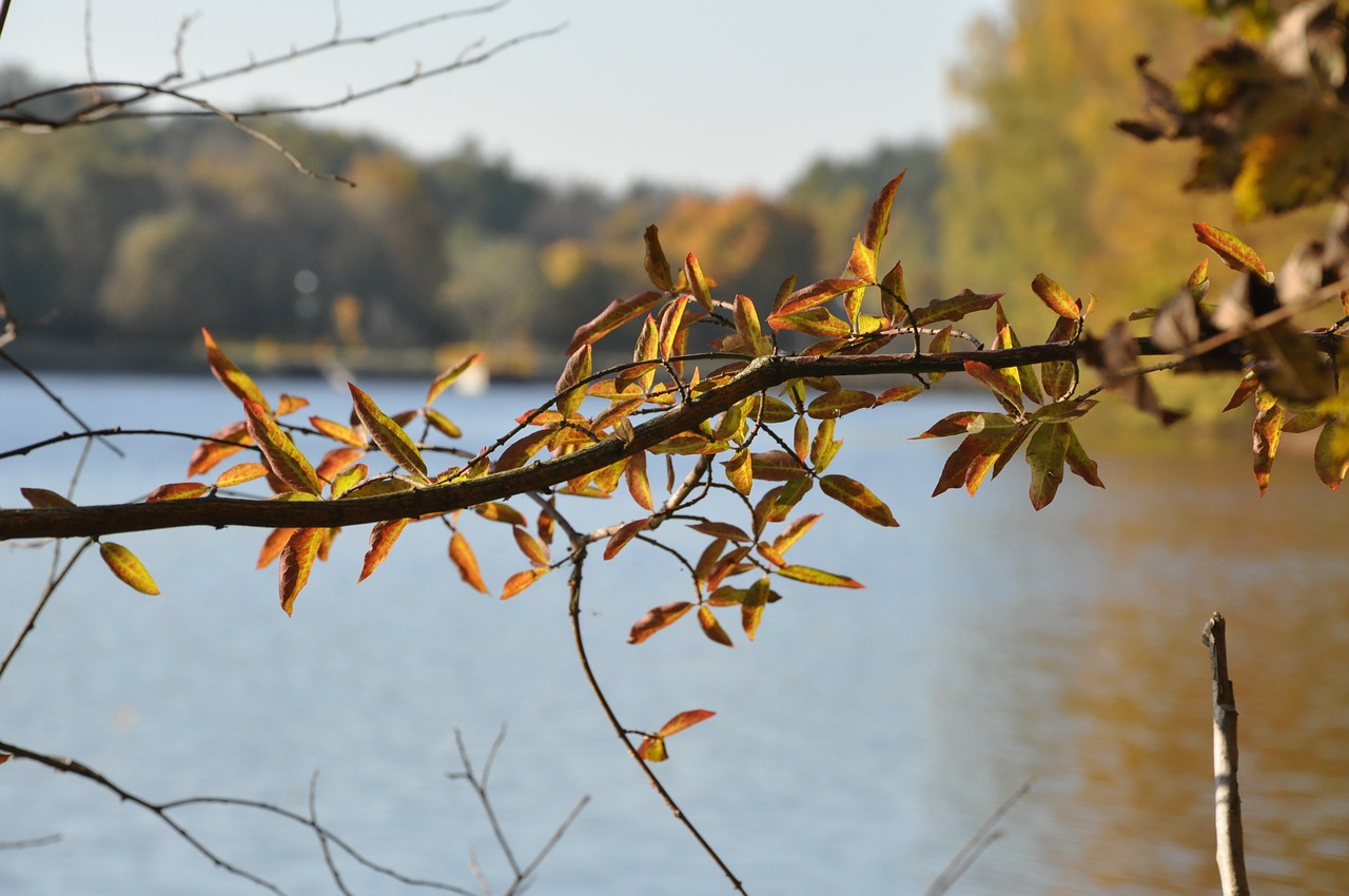 Image - autumn sprig foliage forest
