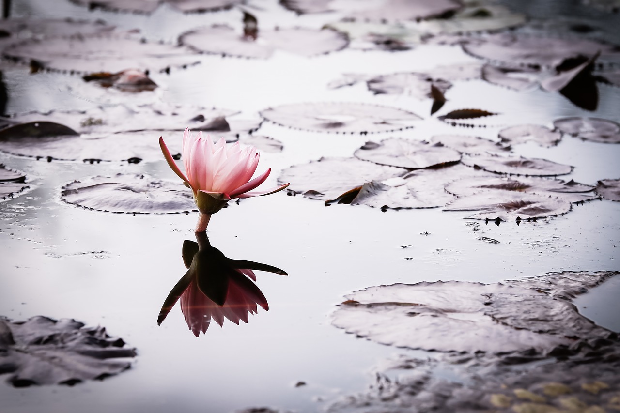 Image - lotus nature pond flowers grant