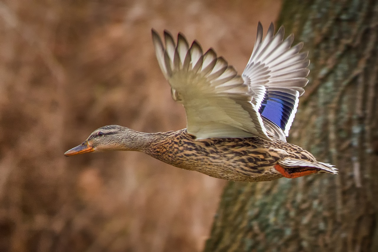 Image - ducks mallards landscape nature