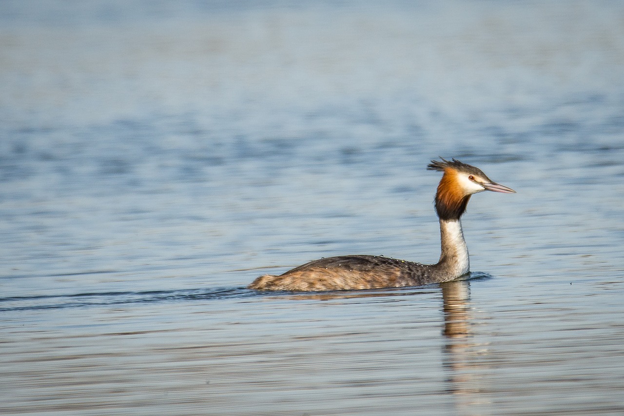 Image - great crested grebe grebe bird