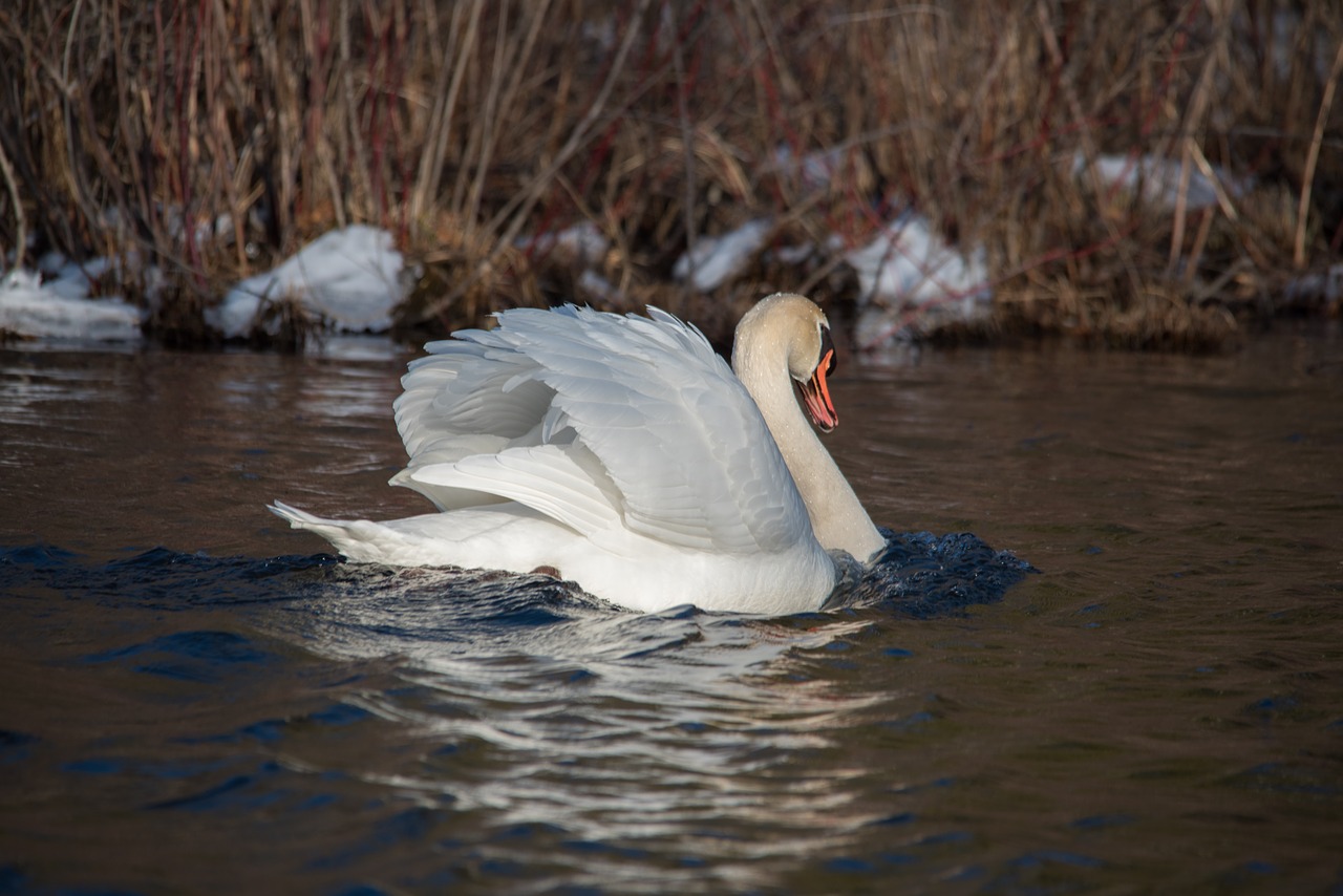 Image - swan fowl wildlife water feather