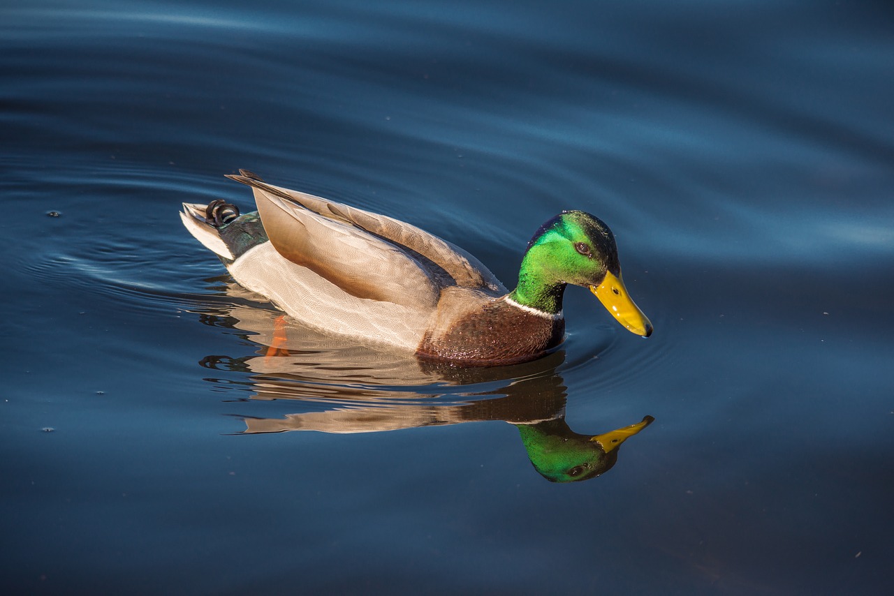 Image - duck fowl bird mallard waterfowl