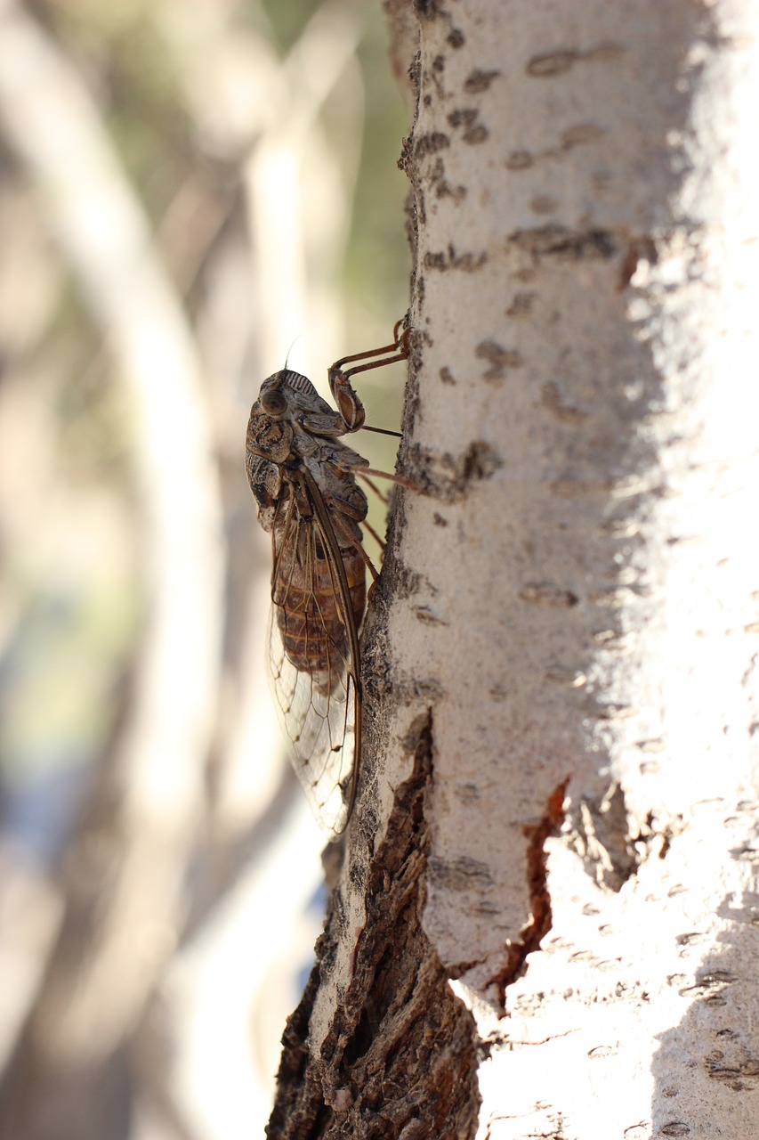 Image - cicada insect macro small animal