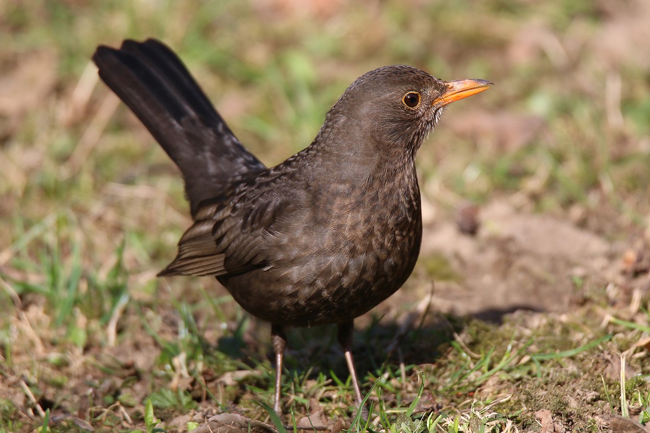 Image - blackbird thrush black turdus