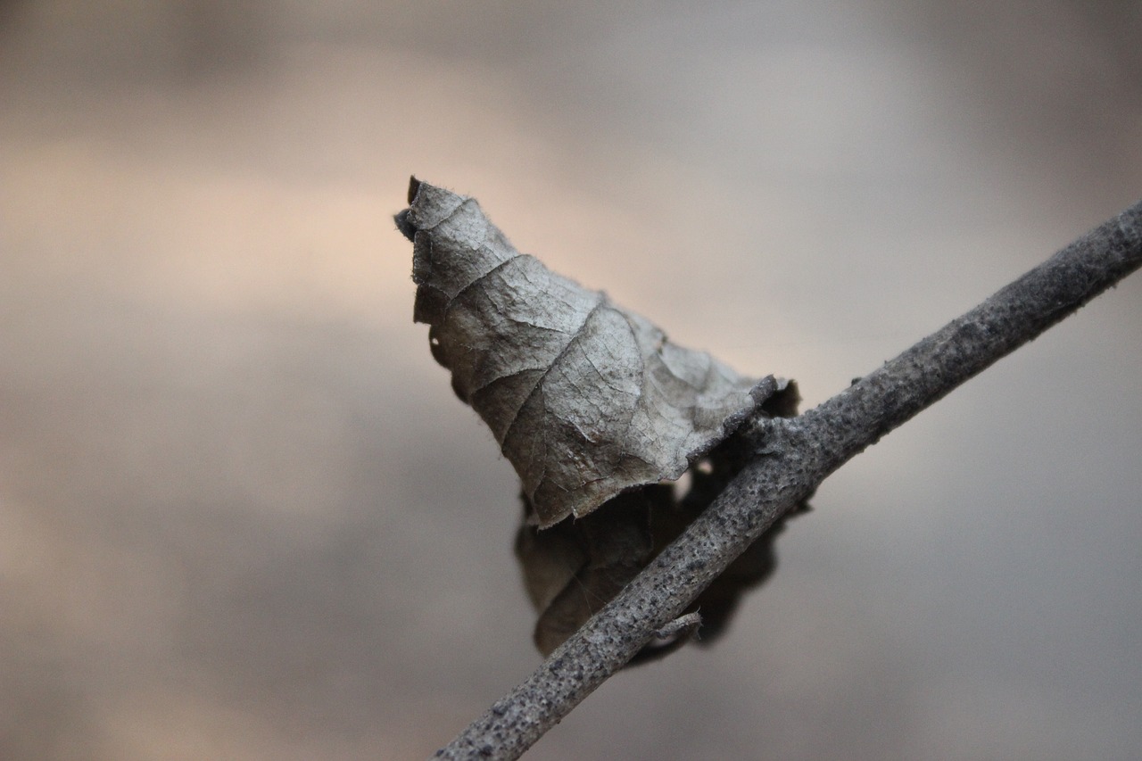 Image - macro leaf garden growth healthy