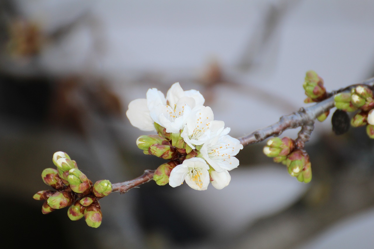 Image - cherry blossom spring new white