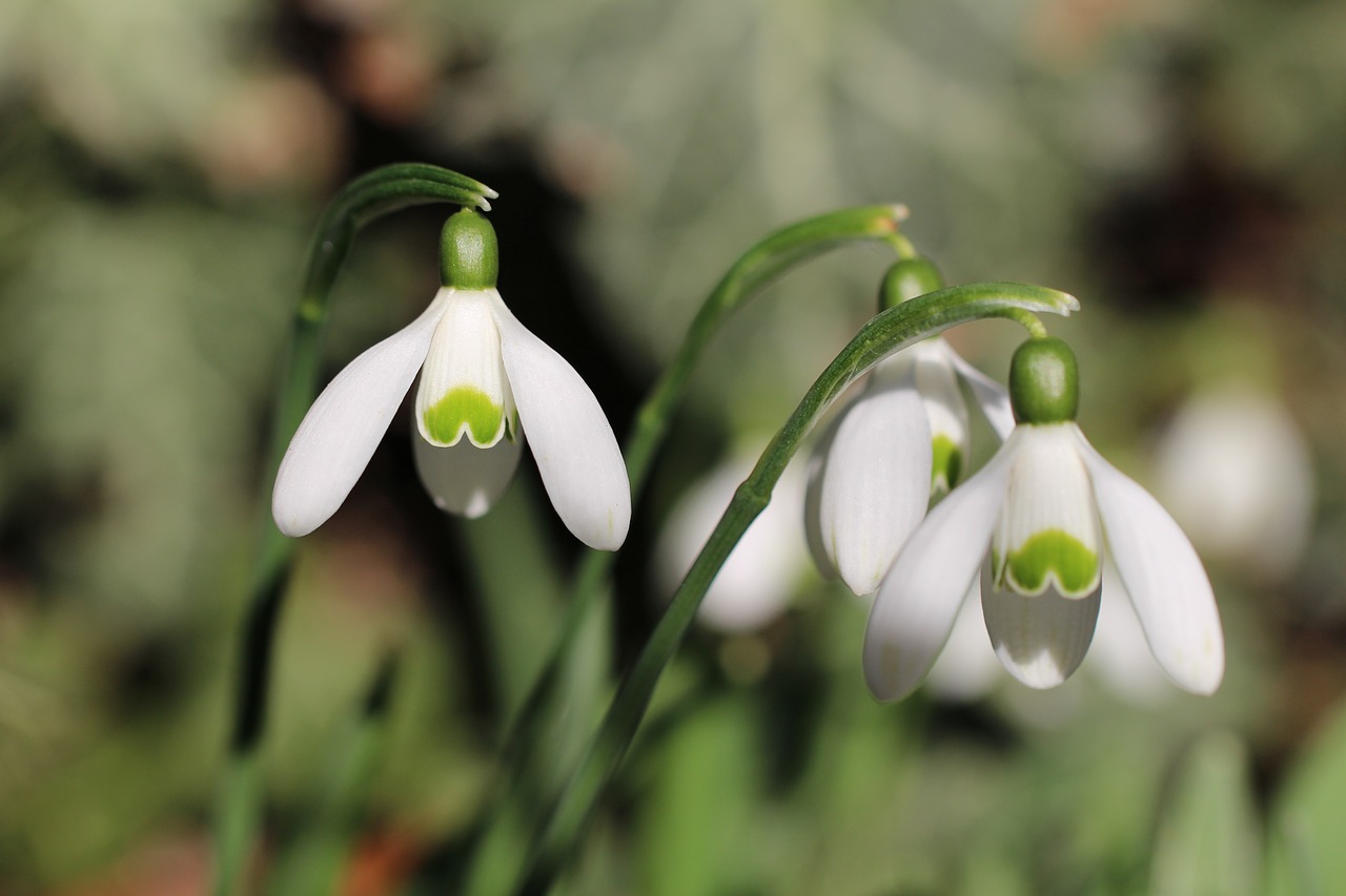 Image - three snowdrop spring white first