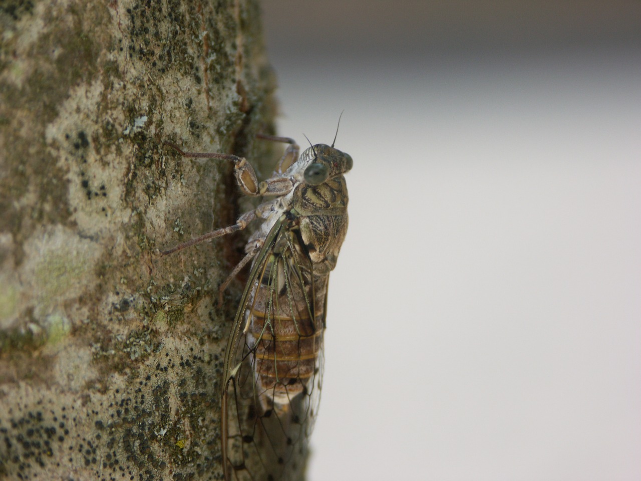 Image - cicada insect according to close