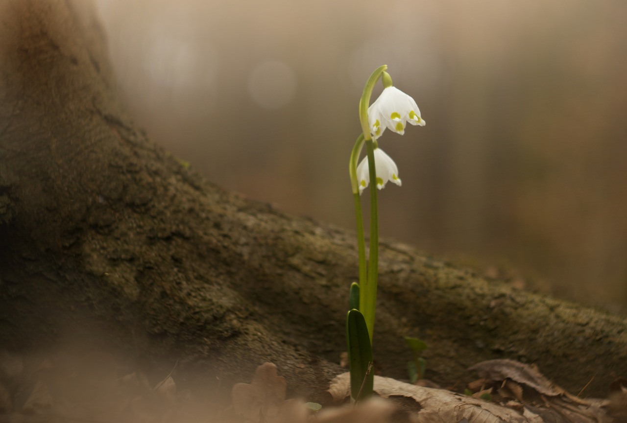 Image - spring snowflake flower nature