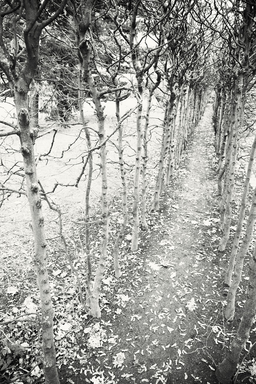 Image - away trees empty avenue path