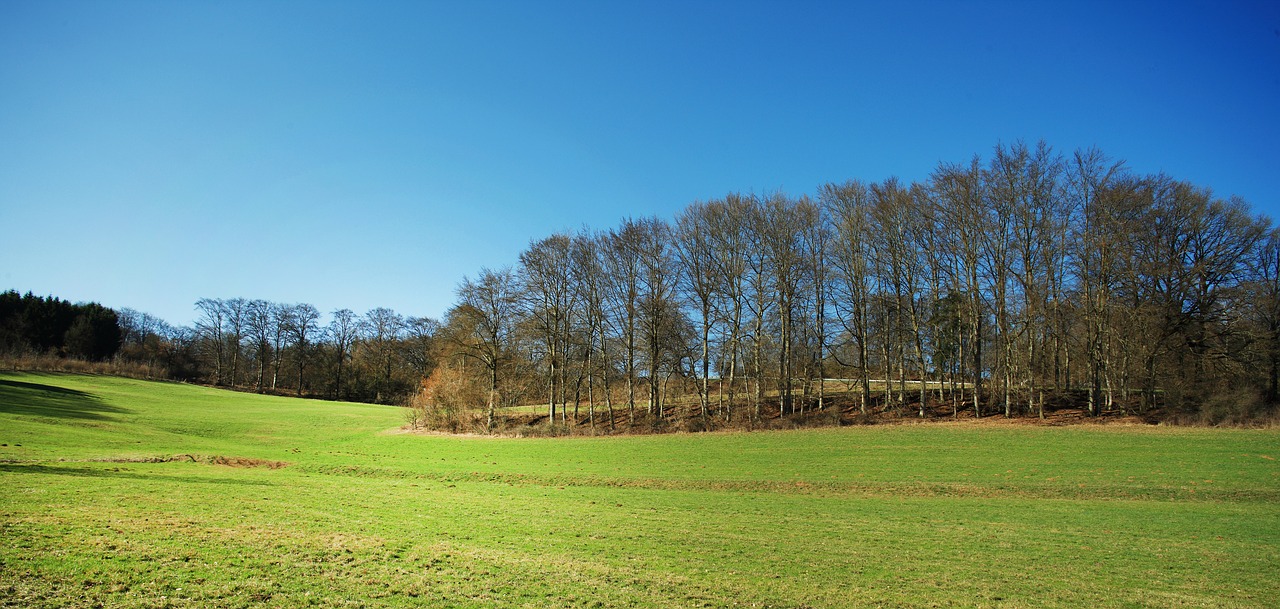 Image - landscape forest glade sky blue