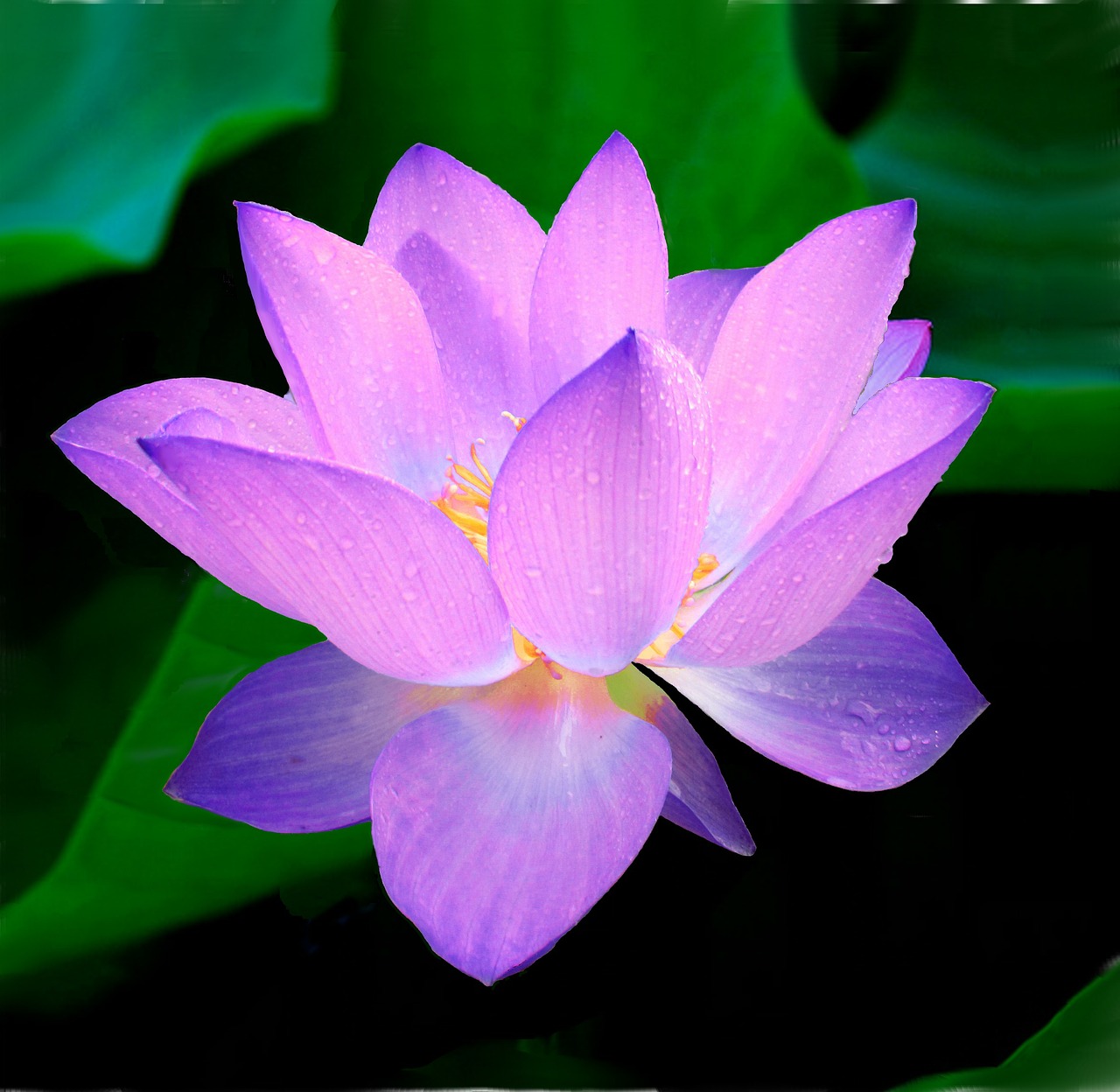 Image - lotus flower nymphaea caerulea