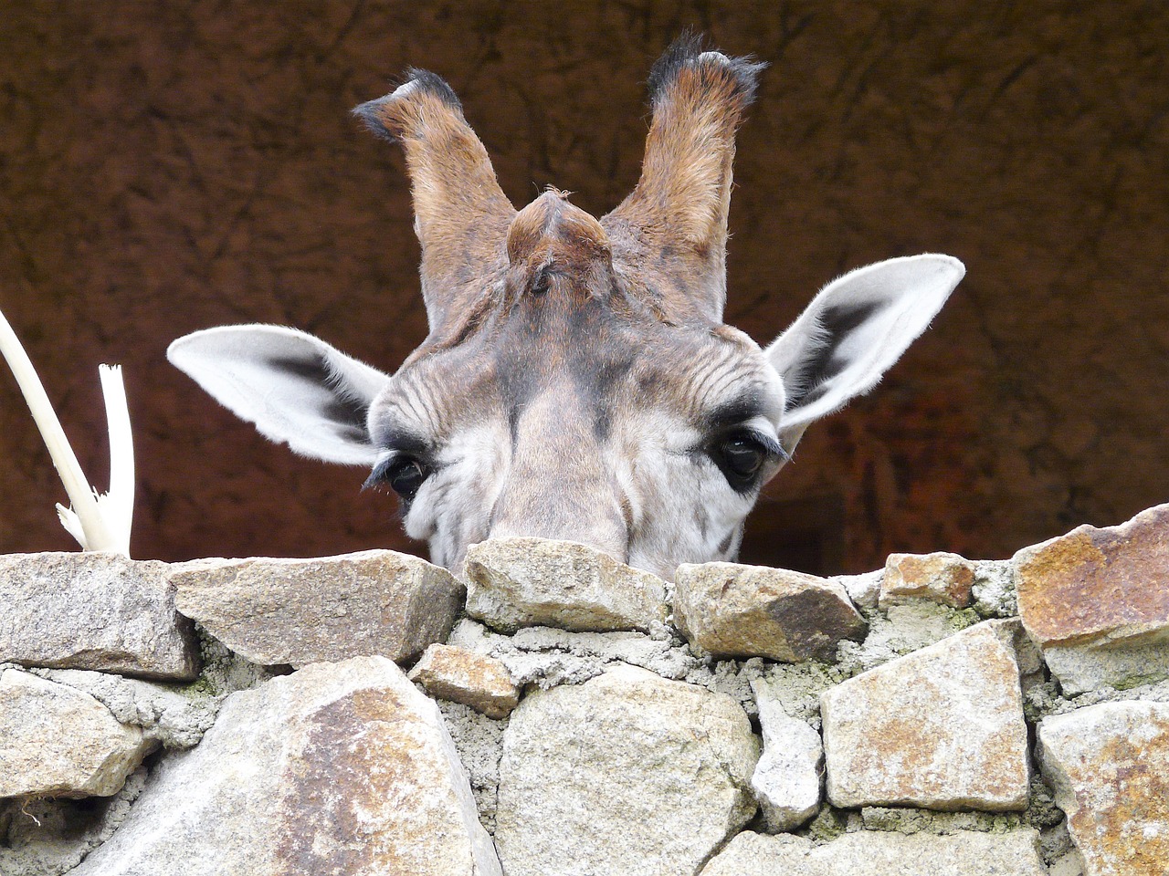 Image - animals zoo giraffe head eyes