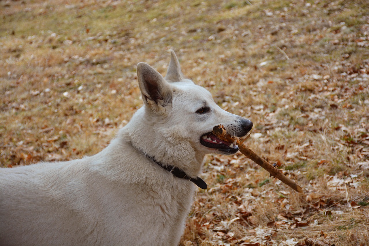 Image - white dog pose outdoors nature