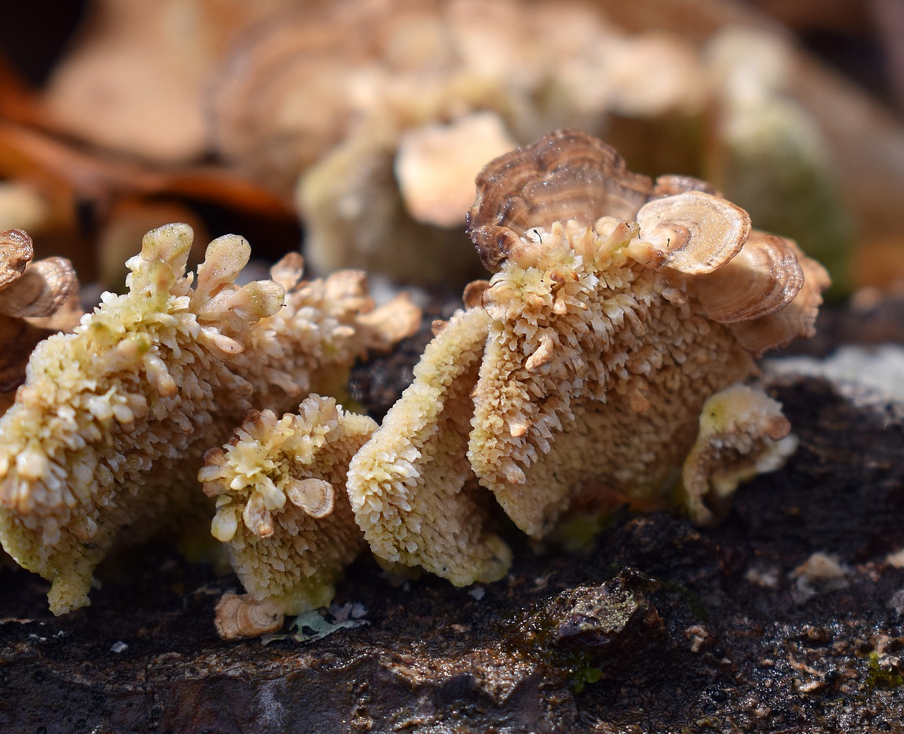 Image - rain wet bracket fungi mushroom