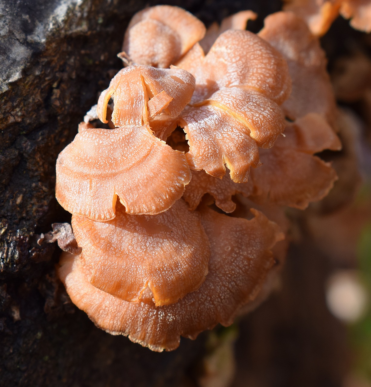 Image - orange mushrooms mushroom