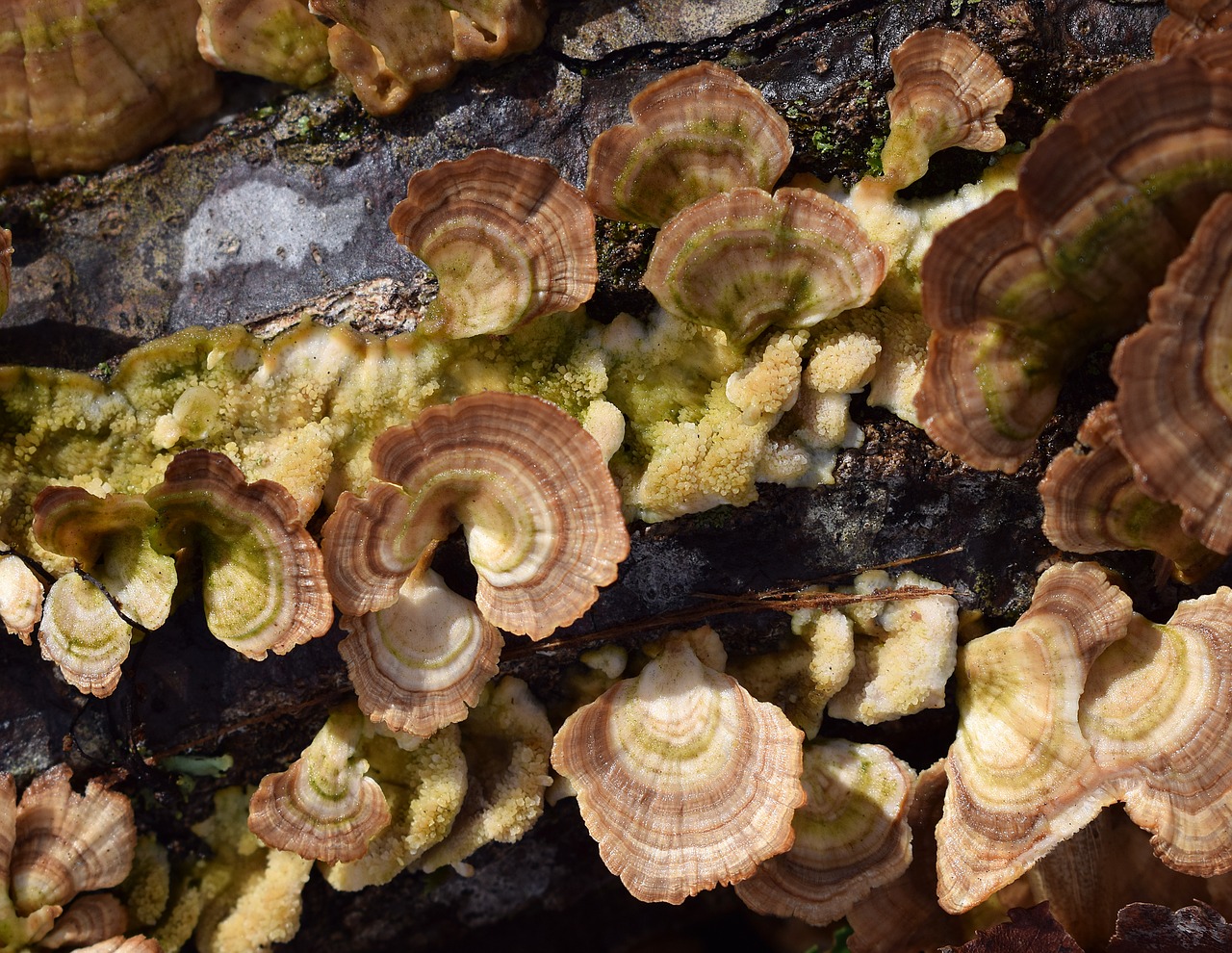 Image - rain wet bracket fungi mushroom