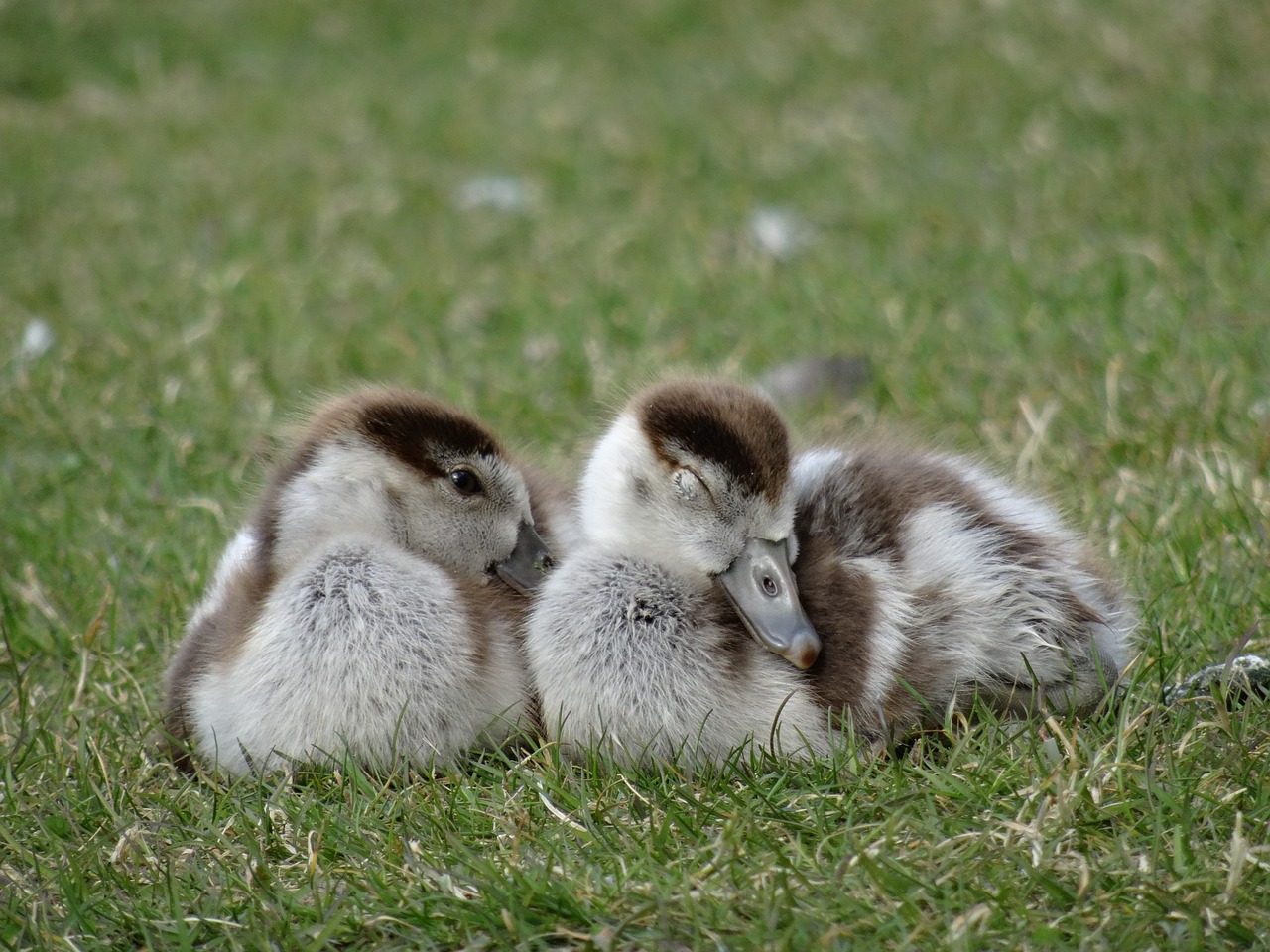 Image - goslings chicks bird