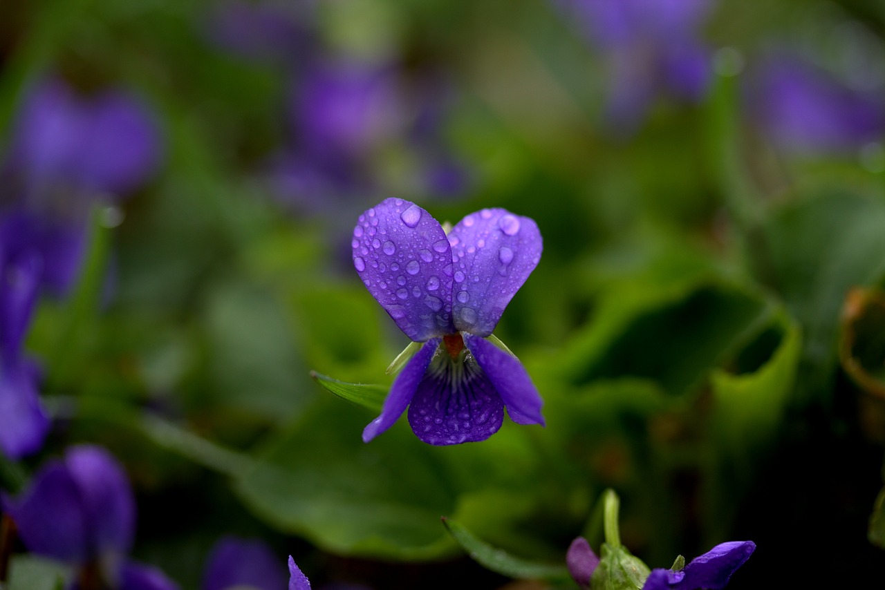 Image - micsunele violet flower spring