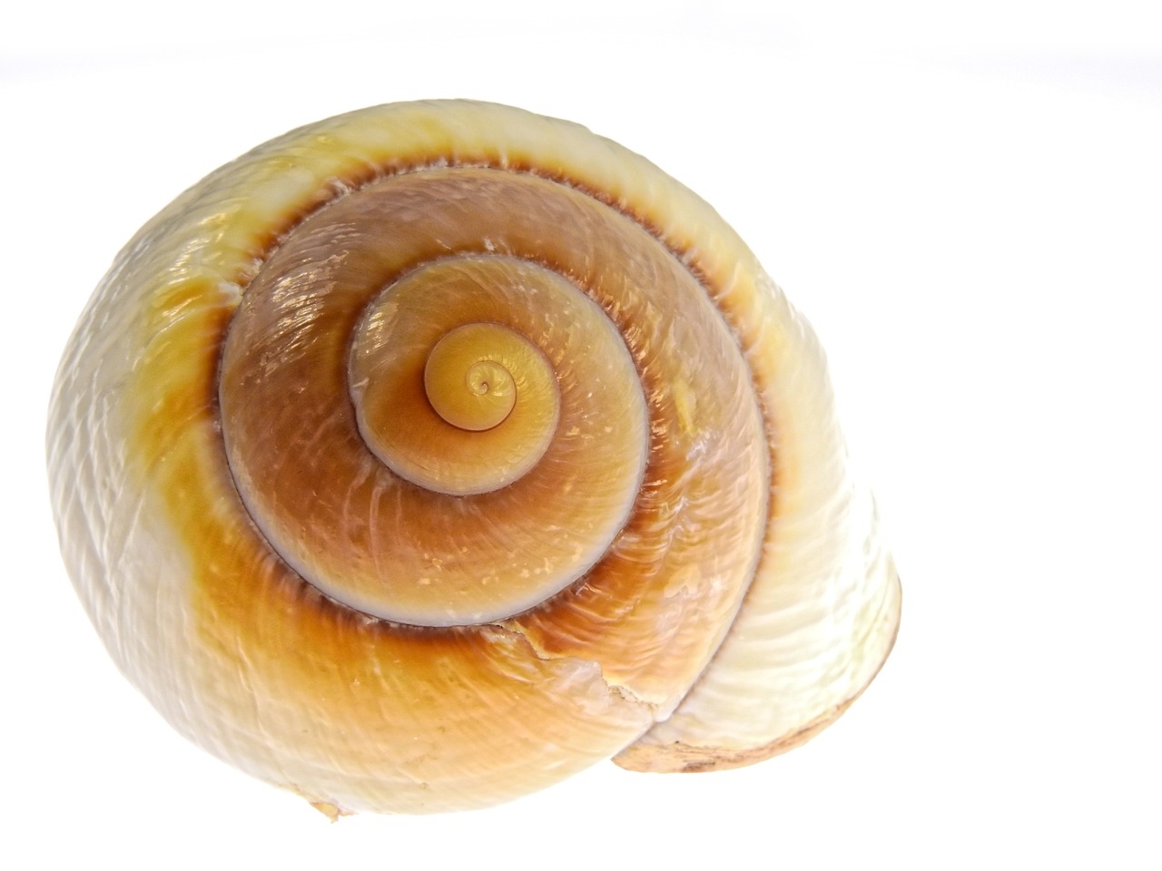 Image - snail shell nature mollusk sea