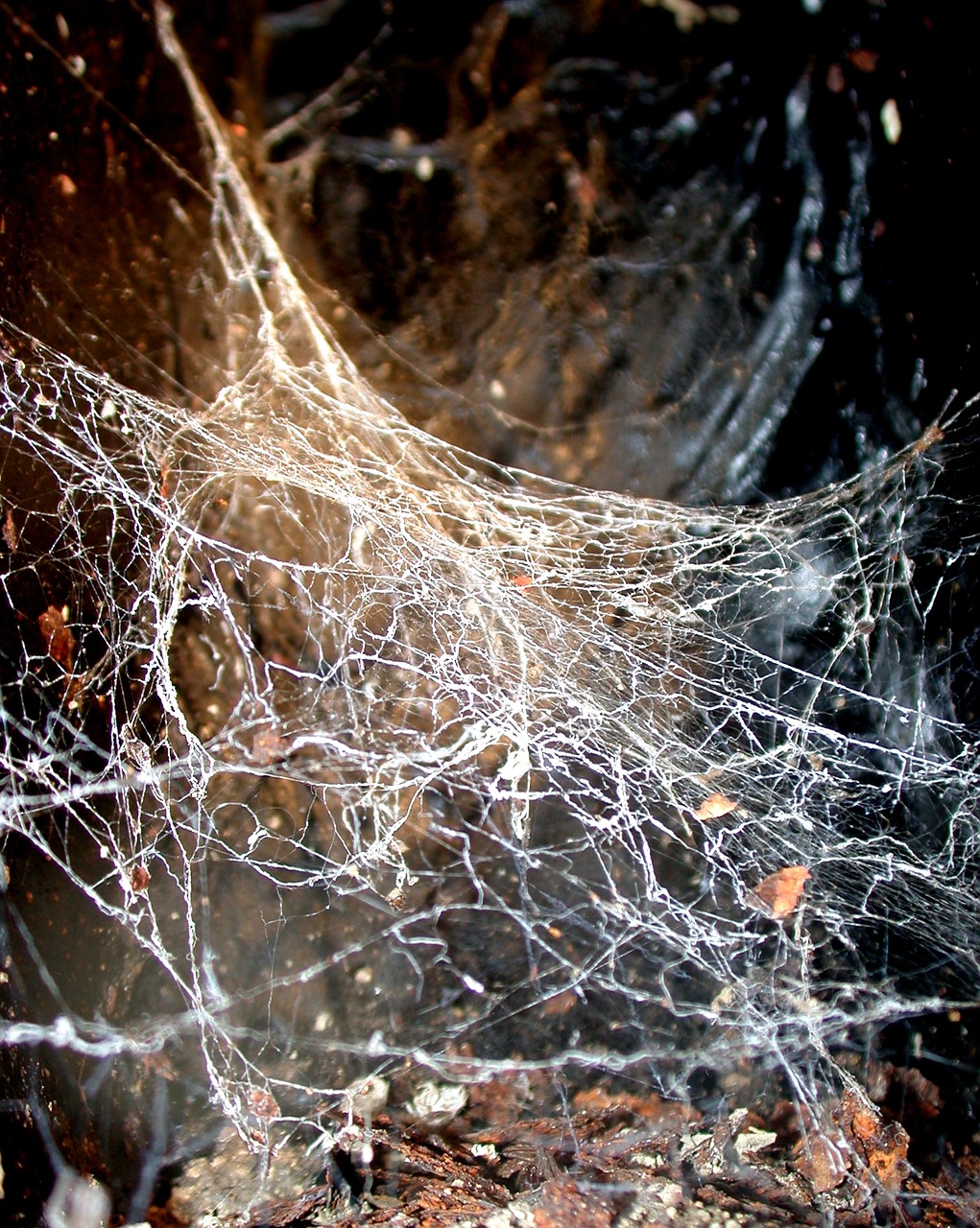 Image - network trap spider web jumble