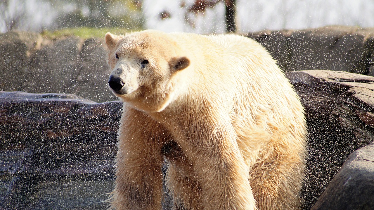 Image - polar bear animal wild zoo spring