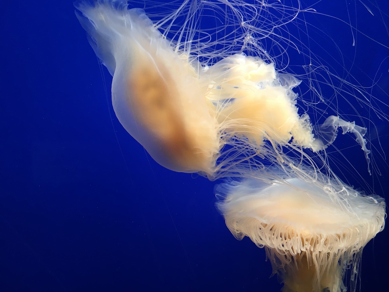 Image - jellyfish monterey bay aquarium blue