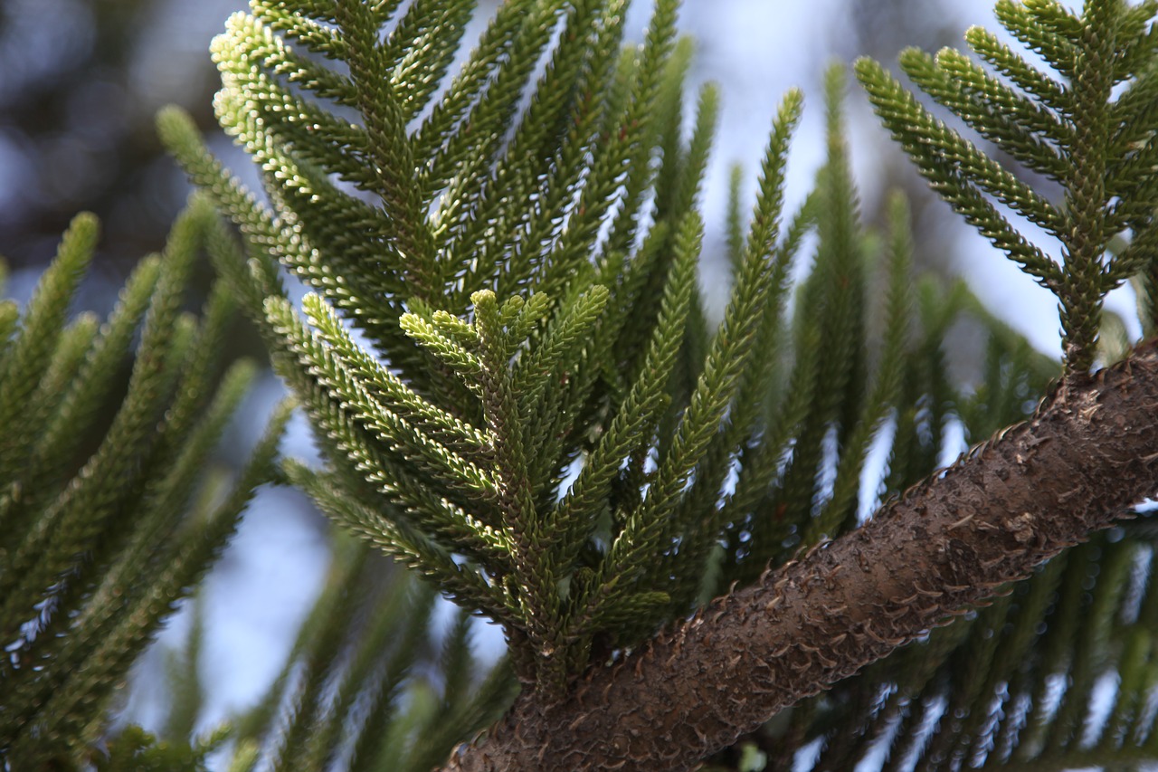 Image - branch sky green leaves brown