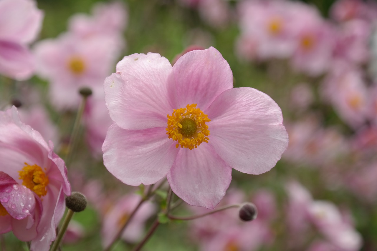 Image - blossom bloom pink flower