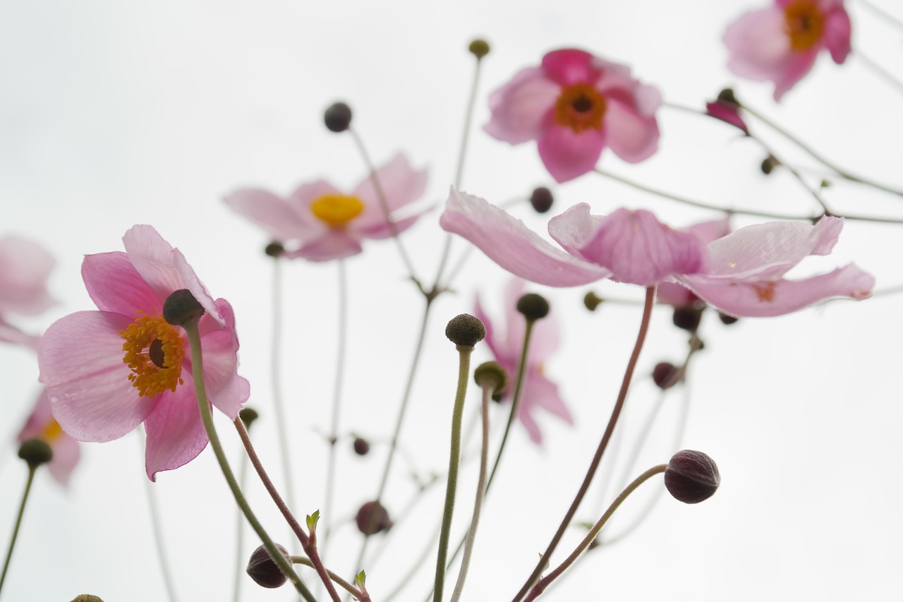 Image - blossom bloom pink flower