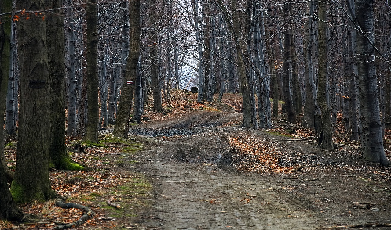 Image - forest way beskids