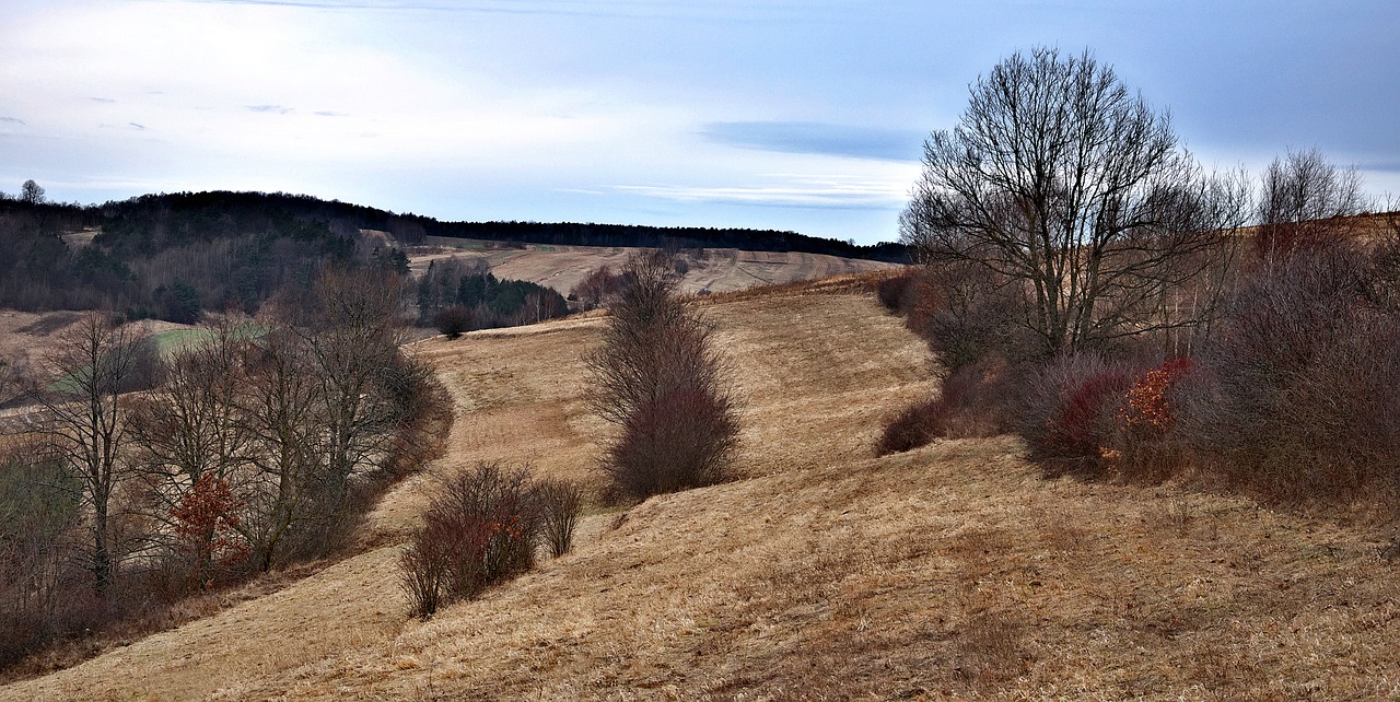 Image - tree landscape nature poland