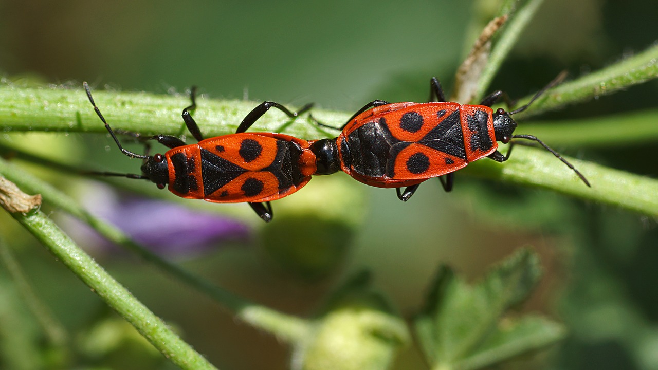 Image - coupling insects nature