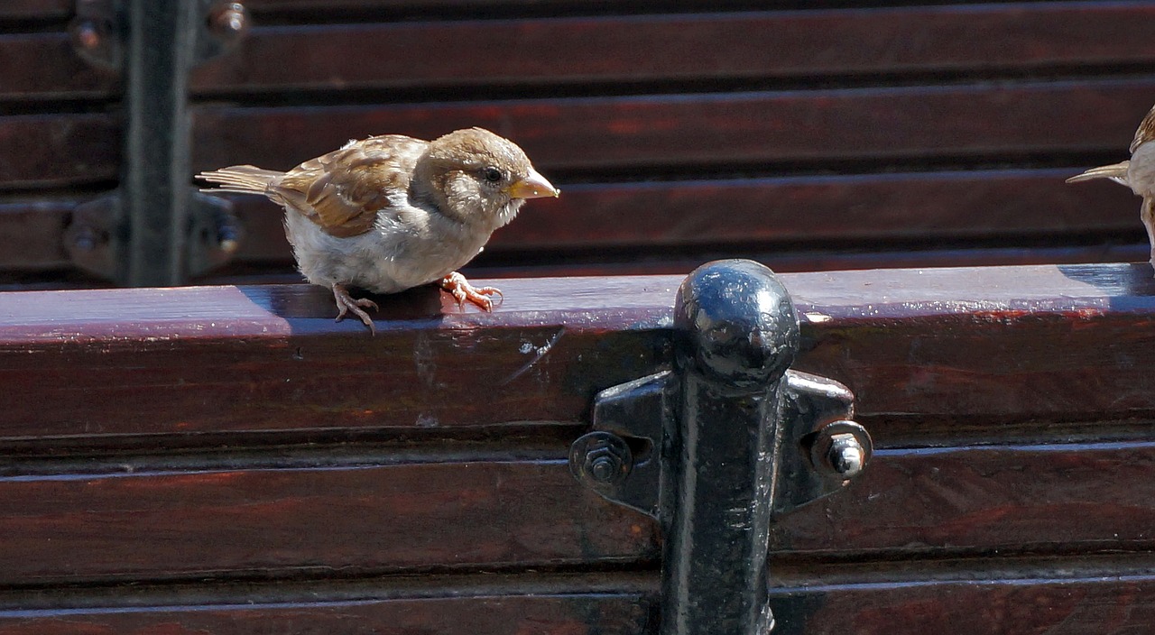 Image - birds sparrow fence